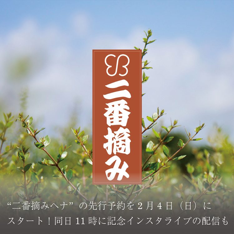 2023年秋冬にかけて収穫されたフレッシュな”二番摘みヘナ”の先行予約を2月4日(日)にスタート！同日11時に記念インスタライブの配信も画像