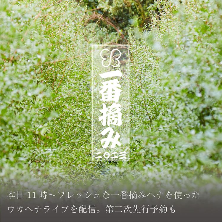 本日11時～フレッシュな一番摘みヘナを使ったウカヘナライブを配信。第二次先行予約も画像