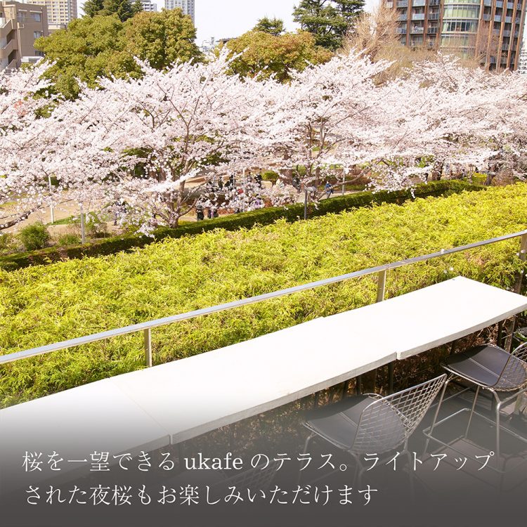 桜を一望できるukafeのテラス。ライトアップされた夜桜もお楽しみいただけます　画像